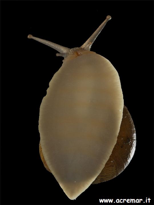 Chiocciola da identificare